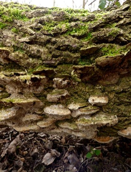 Senescent brackets on a fallen ash at Pishiobury Park, Hertfordshire.